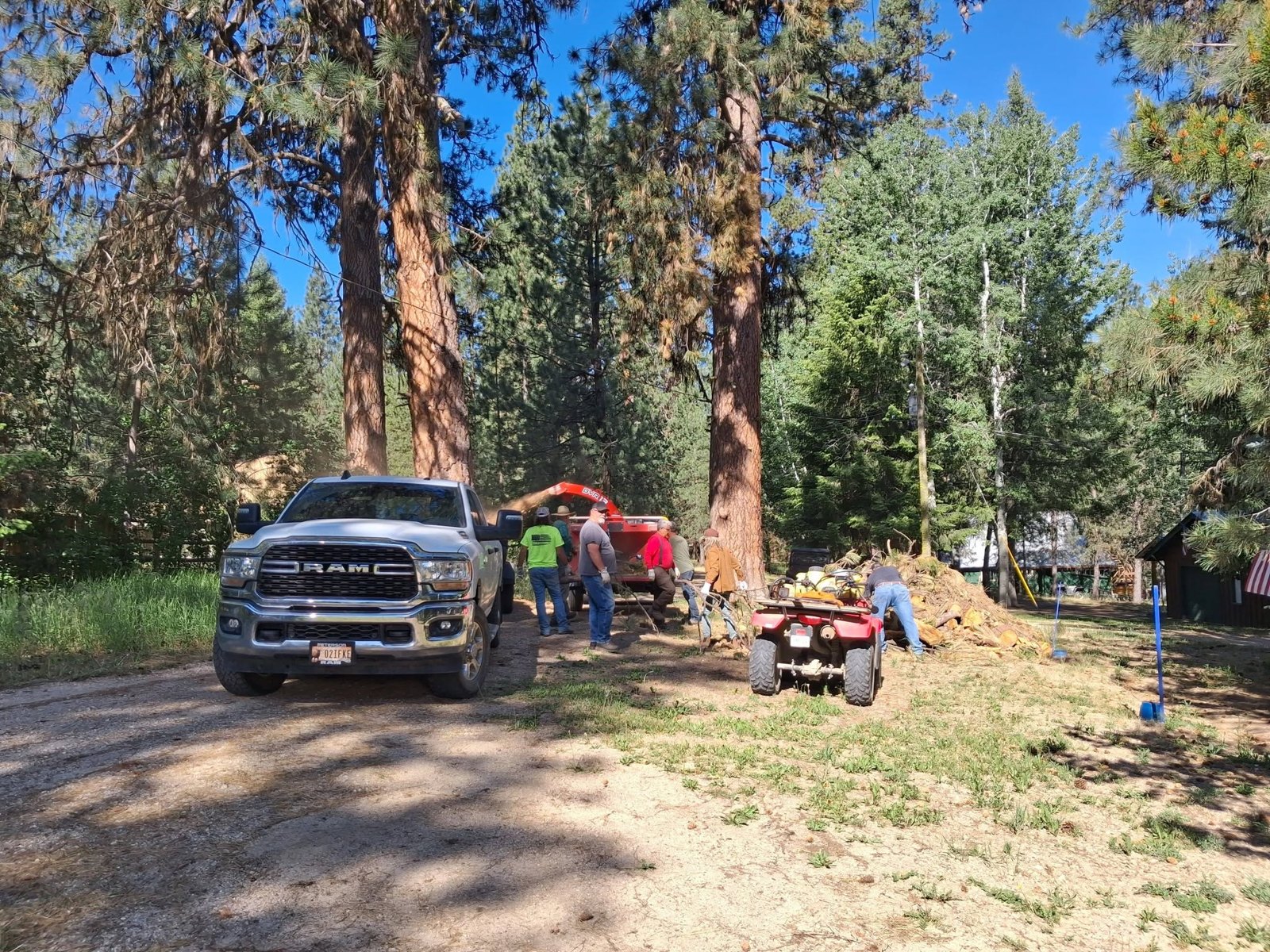 Feeding the chipper in open ponderosa.